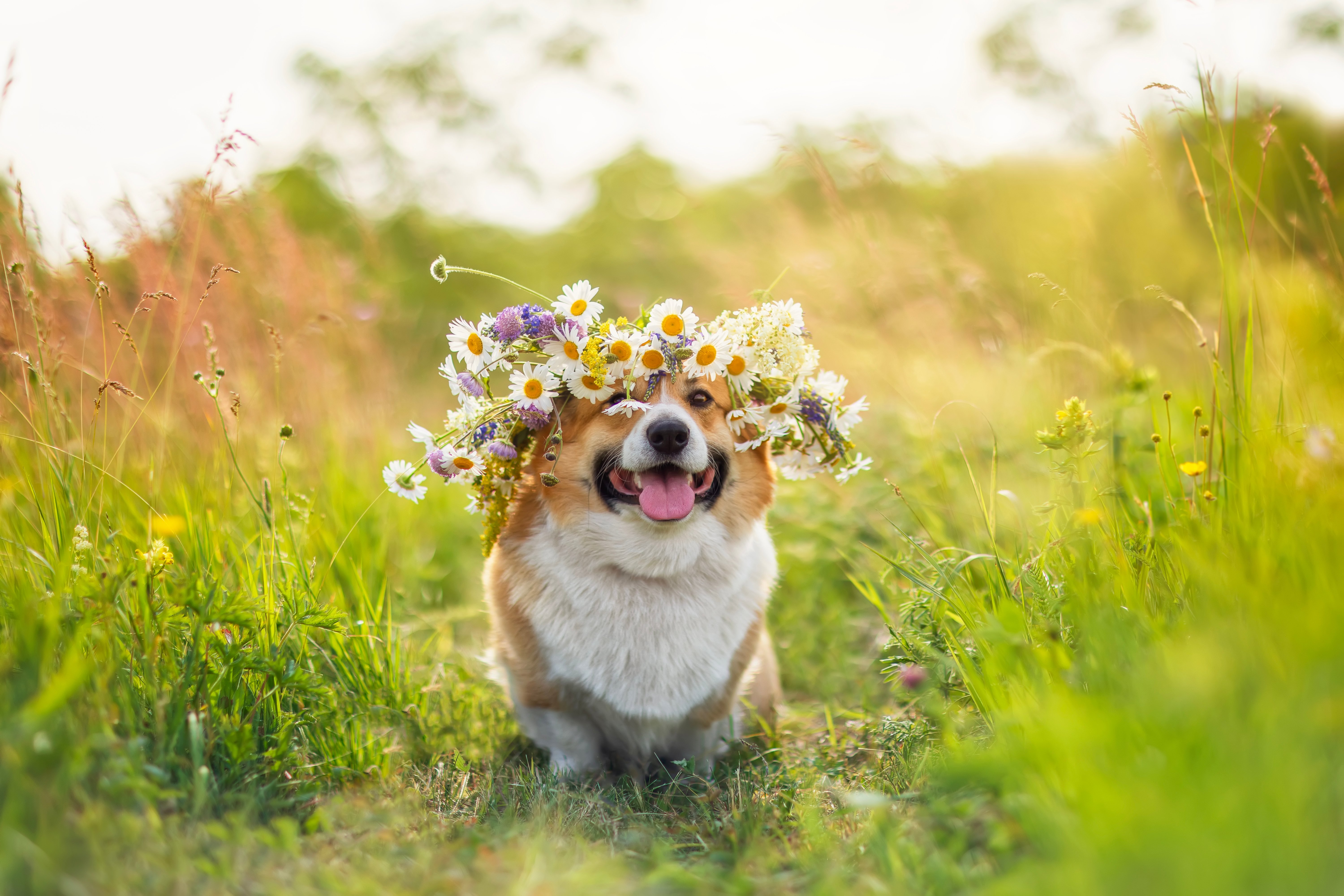 Hund med blomsterkrans i parken