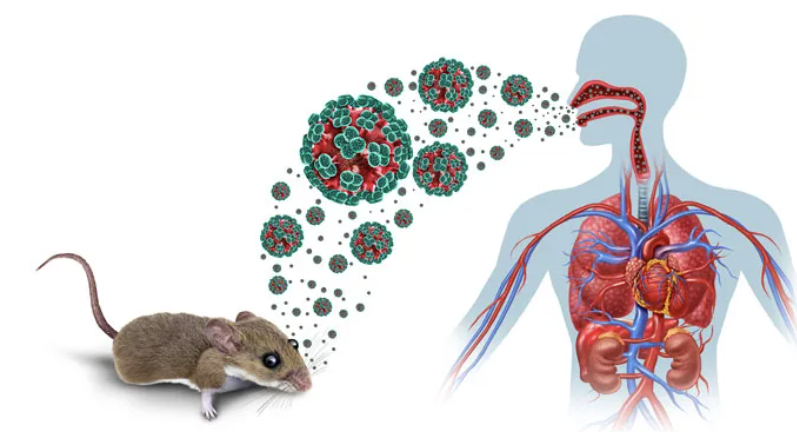 Hantavirus