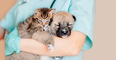 Kattunge og hundevalp hos dyrlege: Foto: Shutterstock
