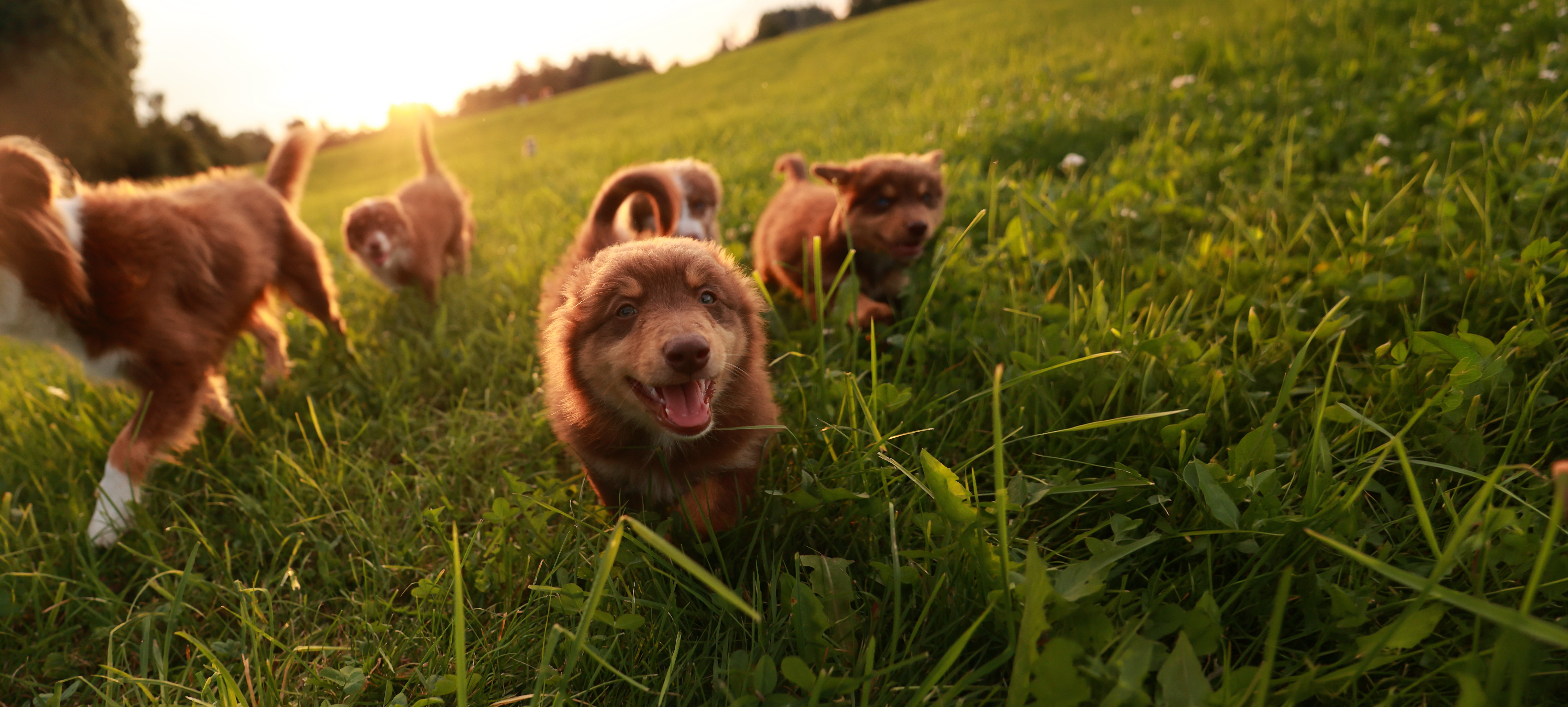 En hund