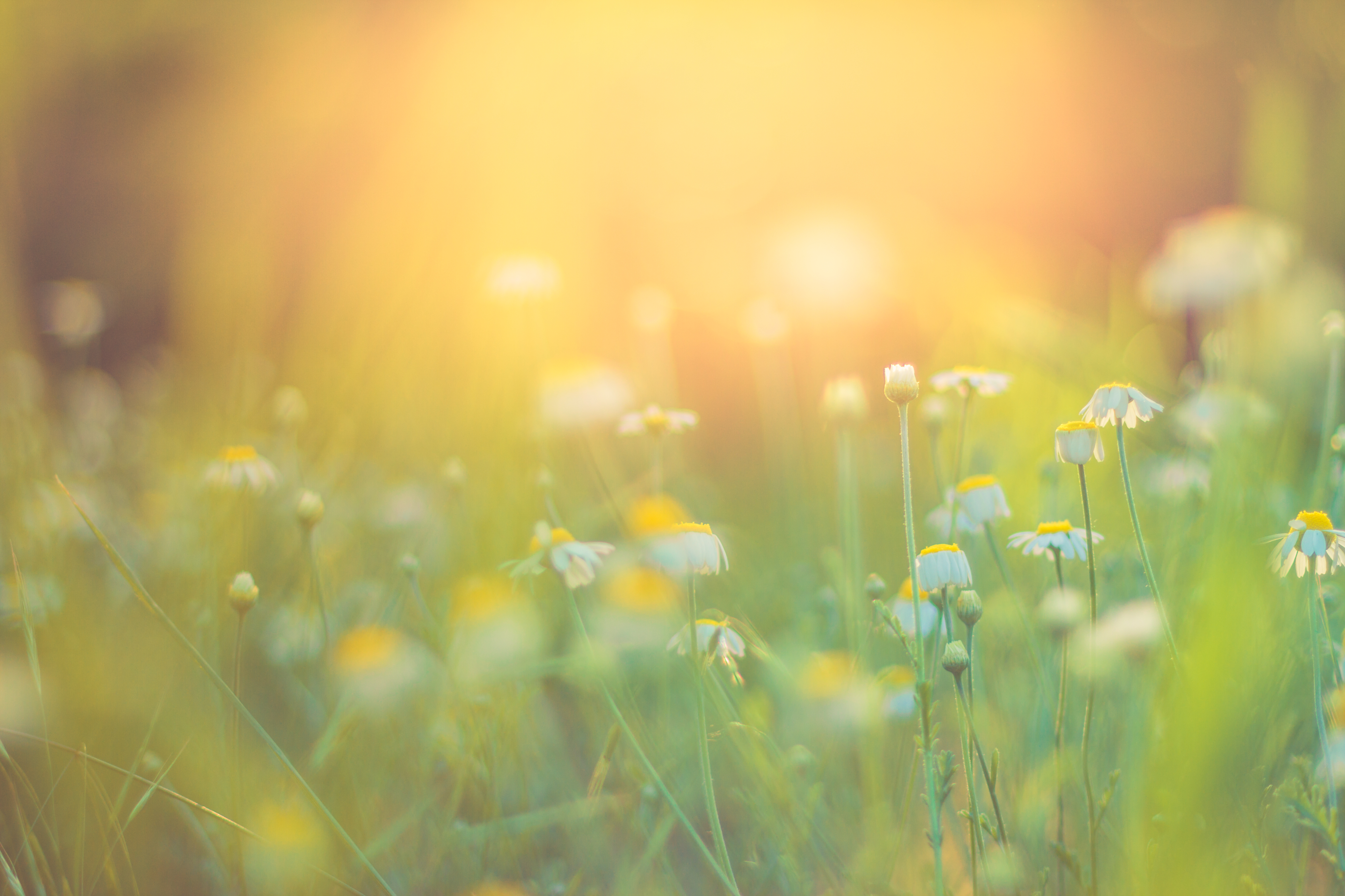  Gyllene kveldssommerblomster på sommerengen, inspirerende naturlandskaps. Fantastiske sommer- og vårblomster med tusenfryd på en eng og avslappende stemning.