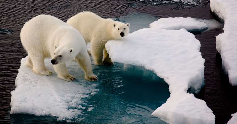 Isbjørner truet av klimaet. Getty images