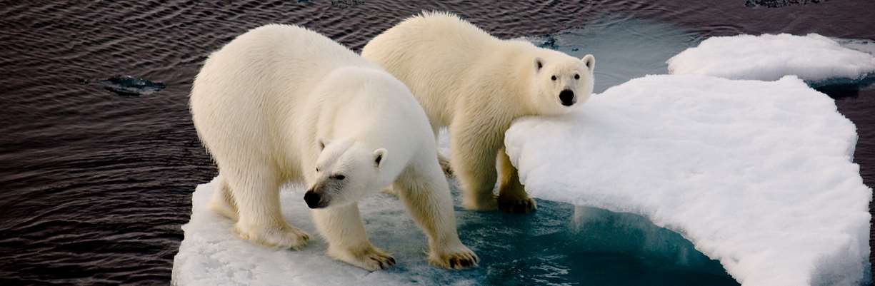 Isbjørner truet av klimaet. Getty images
