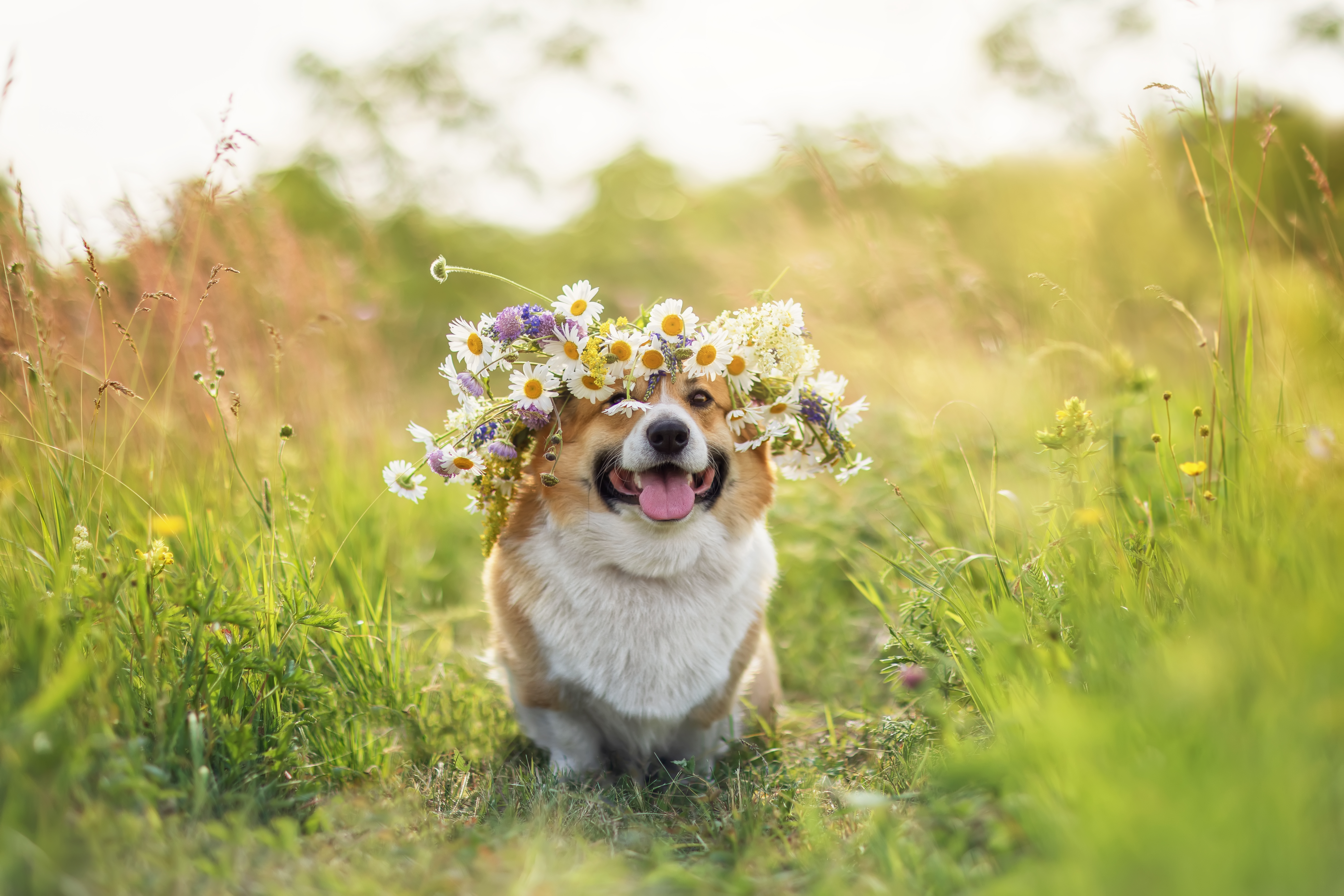 Hund med blomstergrans