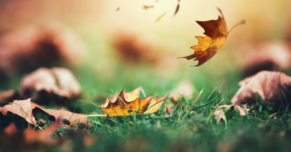 Falling leaves in autumn. Photo: gettyimages
