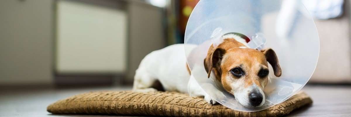 Hund med krage. Foto: Sutterstock