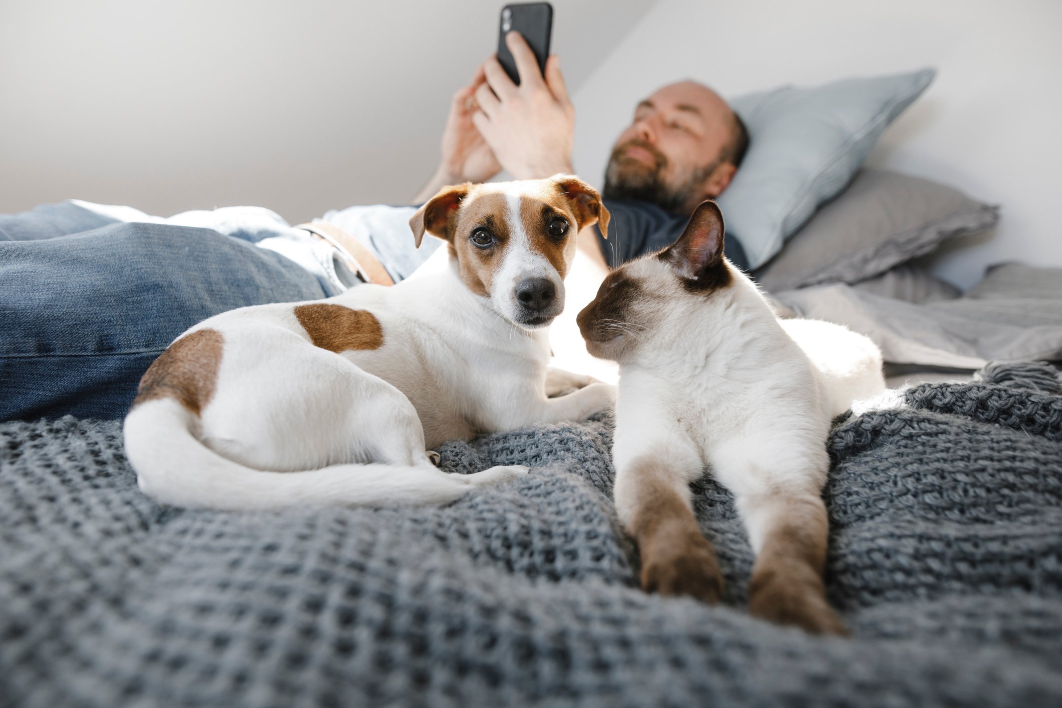 En mann ligger i sengen og bruker mobiltelefon, mens en hund og en katt ligger sammen foran ham på dyna.