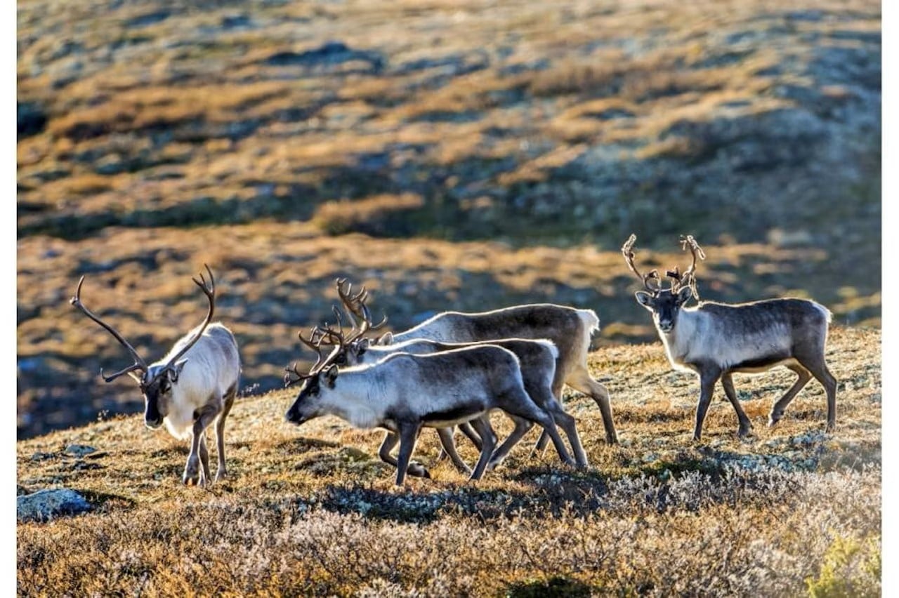 fire reinsdyr på vidda